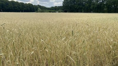 Woensdag:7408x bekeken +Top 10 meest gelezen berichten