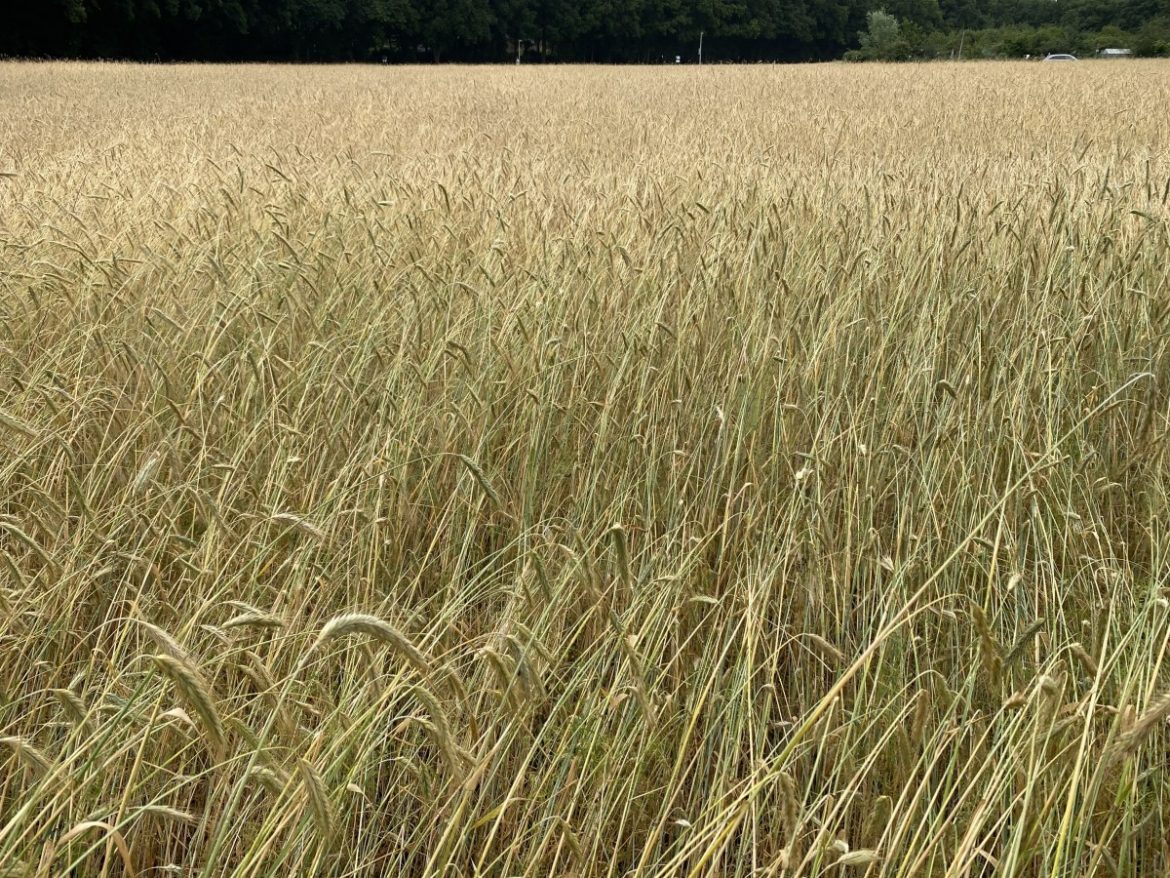 Vrijdag:2527x bekeken + Top 10 meest gelezen berichten