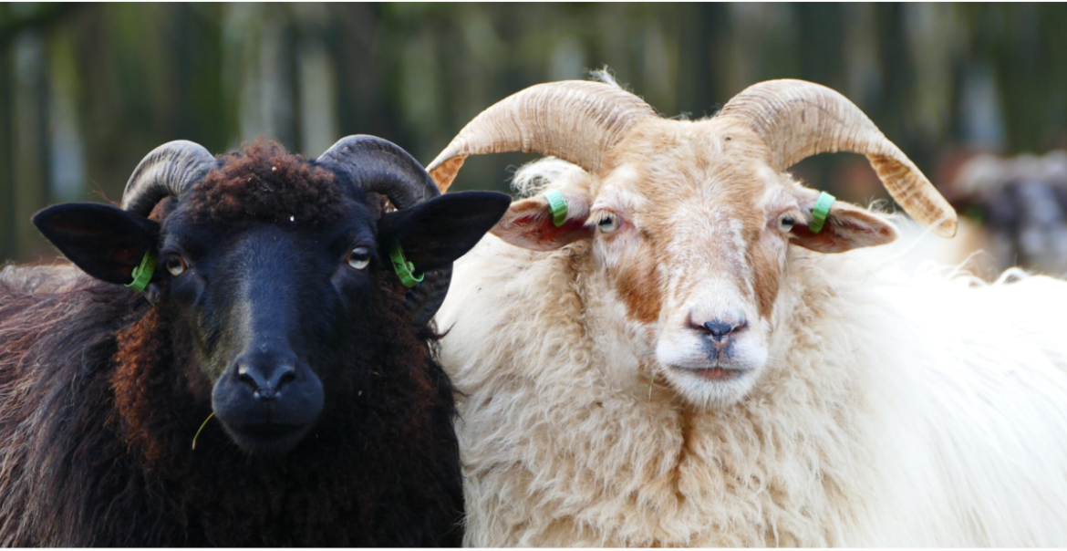 Oer-Hollands: Vandaag Schaapscheerders feest op de hei!