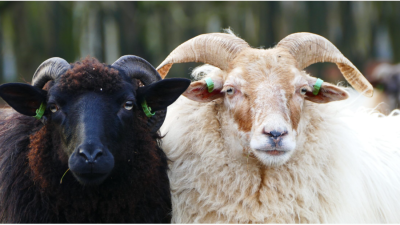 Oer-Hollands: Vandaag Schaapscheerders feest op de hei!