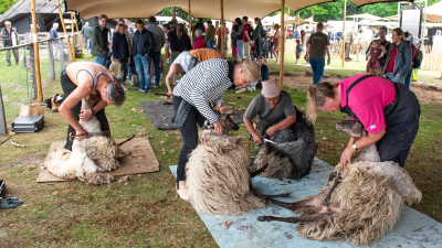 Schapen knippen op zijn Nieuw-Zeelands in Blaricum.