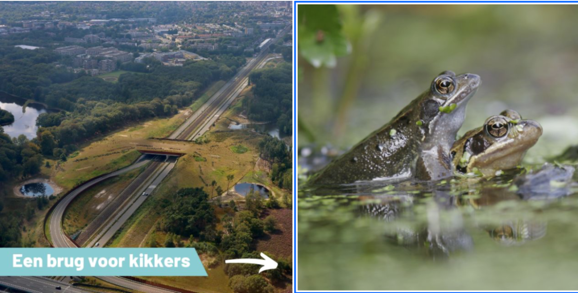 Een rug voor kikkers