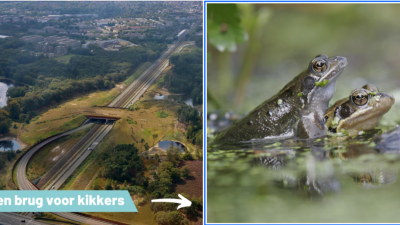 Een rug voor kikkers