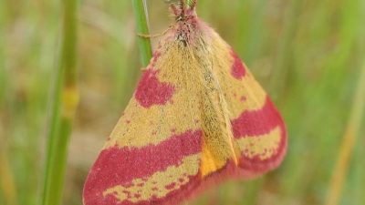 Themamiddag in de schaapskooi