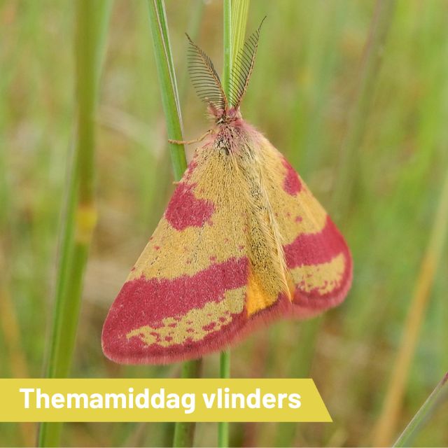 Themamiddag in de schaapskooi