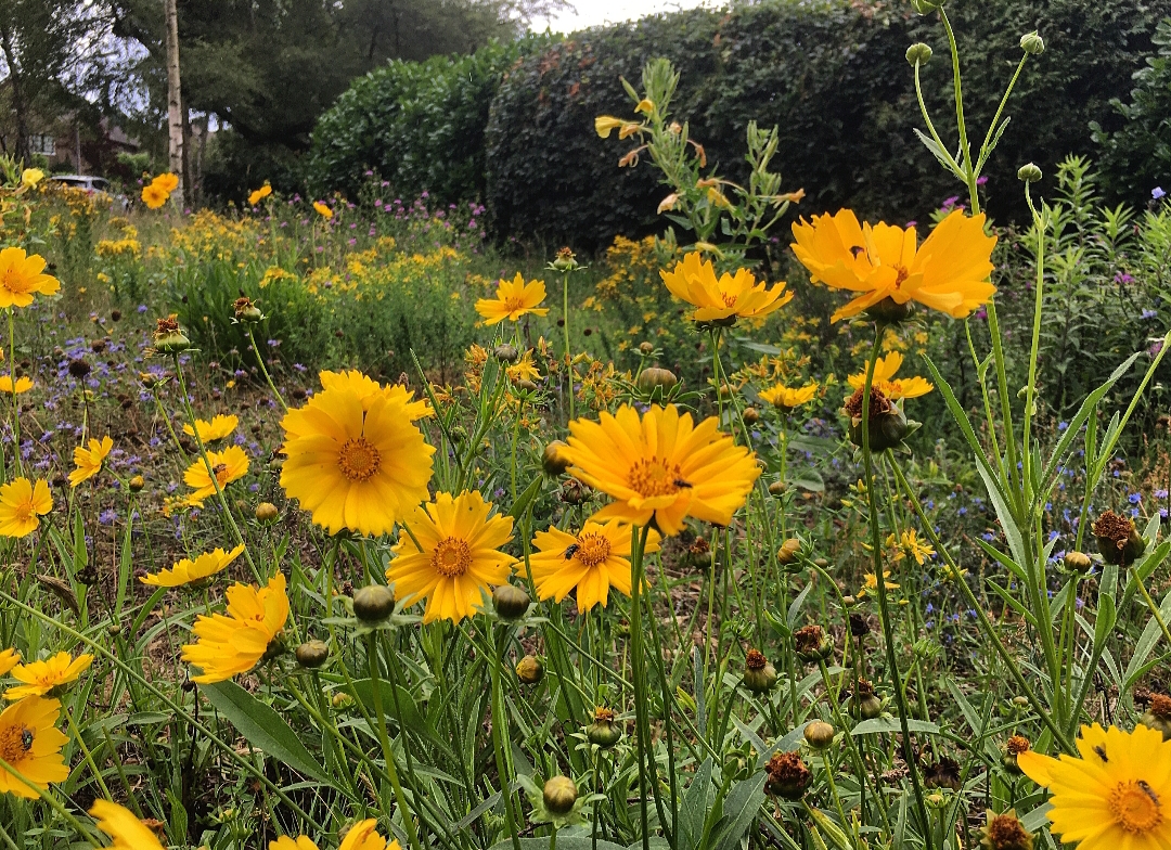 Waarom laat de gemeente bermgras staan?