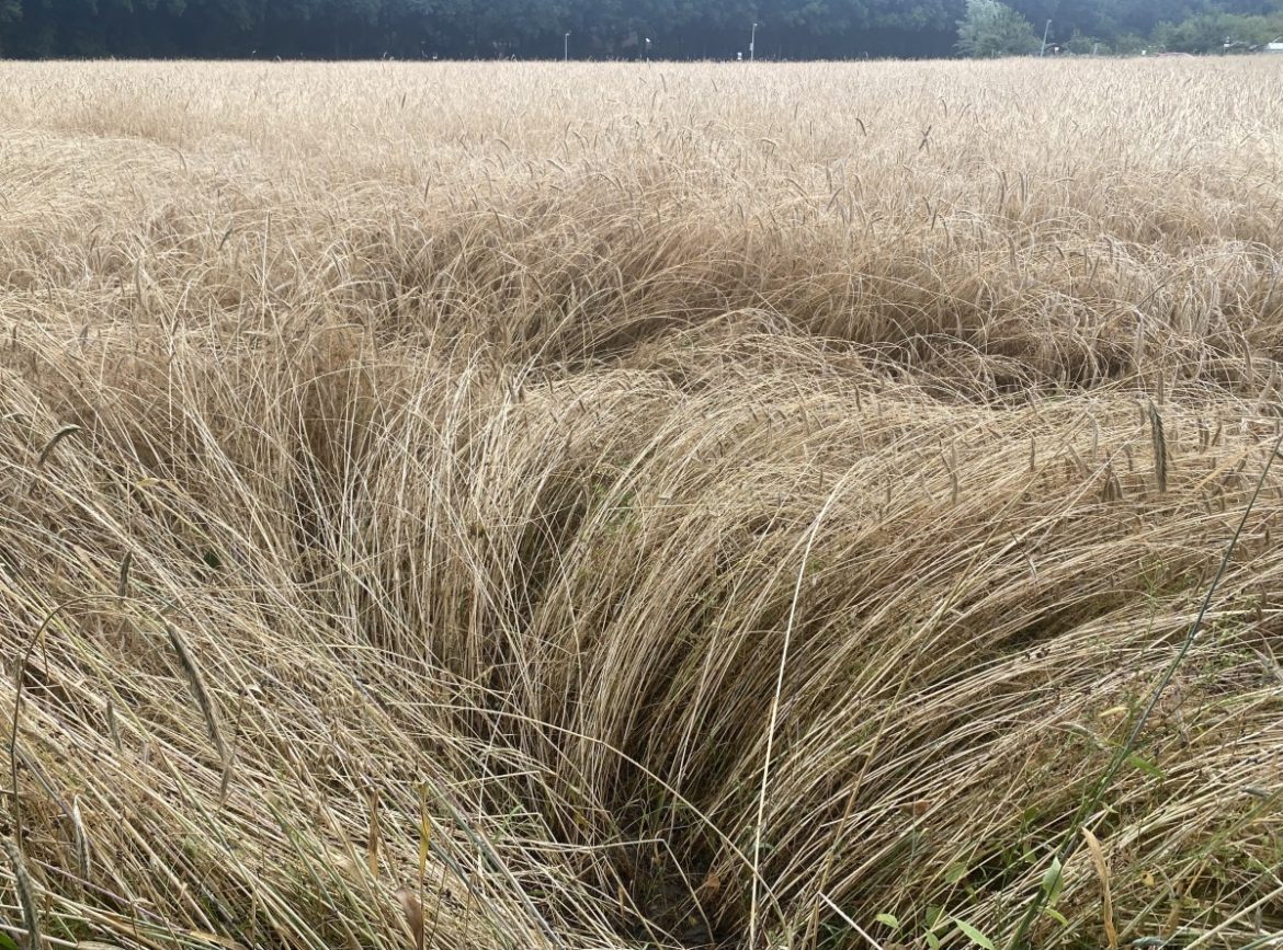 Zondag:2319x bekeken +Top 10 meet gelezen berichten