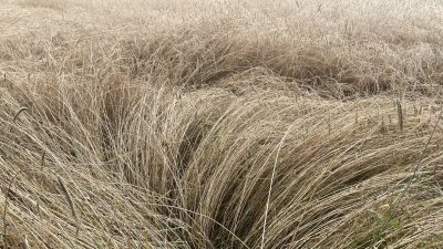 Zondag:2319x bekeken +Top 10 meet gelezen berichten