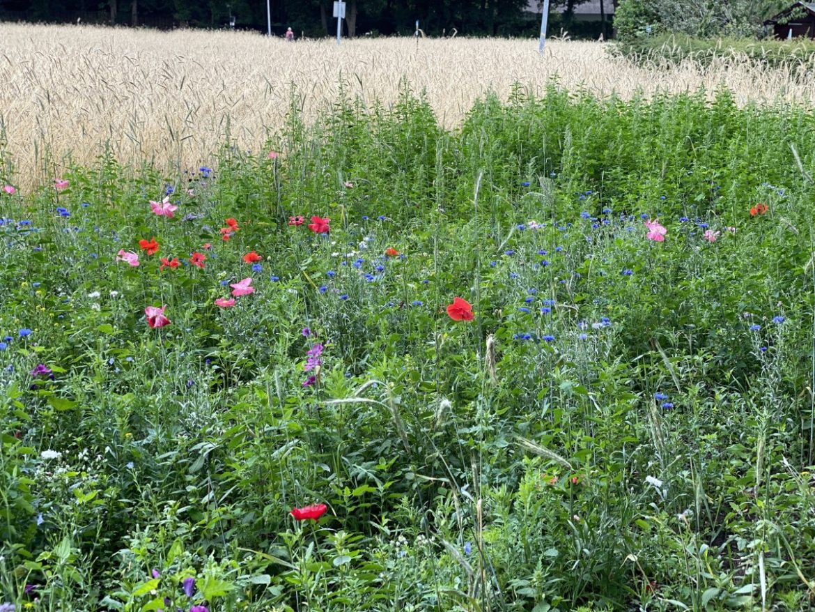 Vrijdag: 2480x bekeken +Top 10 meest gelezen berichten