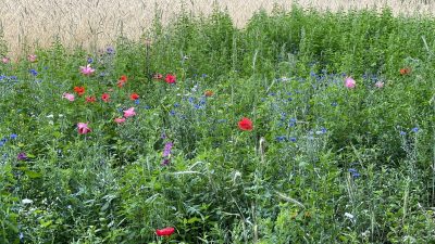 Vrijdag: 2480x bekeken +Top 10 meest gelezen berichten