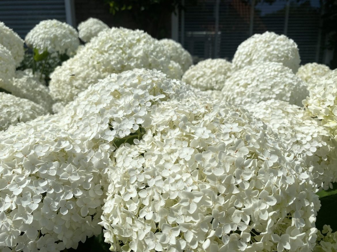 Zondag:3124x bekeken +Top 10 meest gelezen berichten