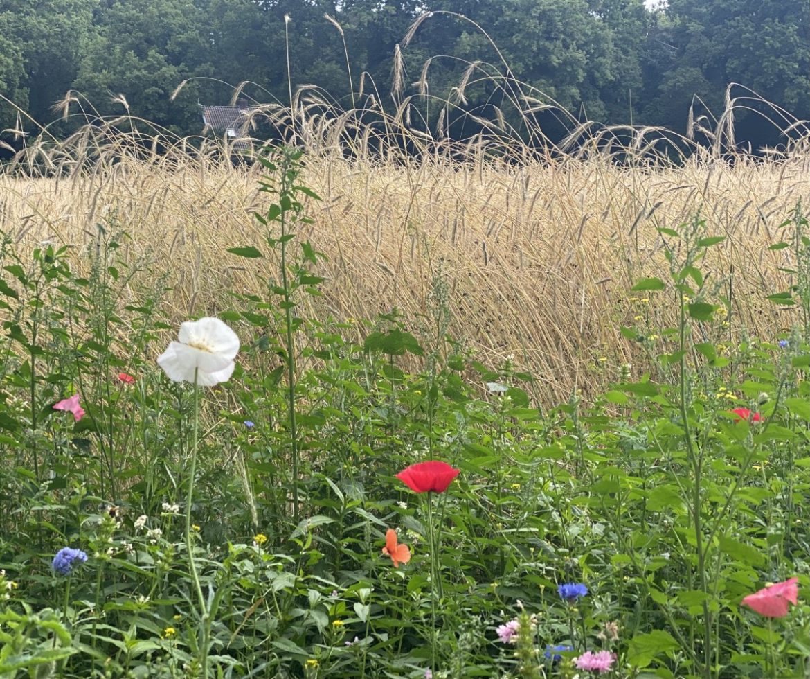 Donderdag:3959x bekeken +Top 10 meest gelezen berichten