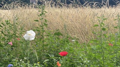 Donderdag:3959x bekeken +Top 10 meest gelezen berichten