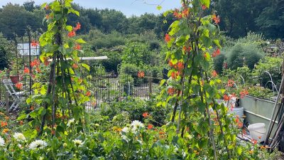 Donderdag:2538x bekeken + Top 10 meest gelezen berichten