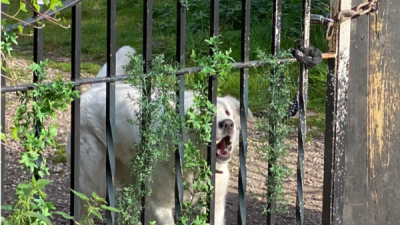 ’Spookvilla’ aan Rijksweg-Oost in Laren herrijst: na de bezetting door krakers begint de wederopbouw
