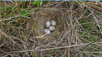 Nederlanders onderschatten lengte broedseizoen; egels, koekoeken en eekhoorns zijn nog volop bezig met voortplanten