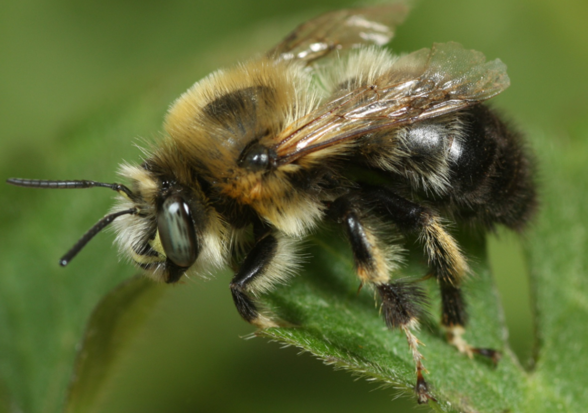 De terugkeer van een zeldzame bewoner
