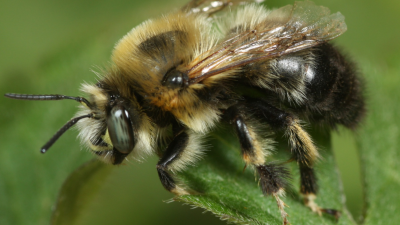 De terugkeer van een zeldzame bewoner