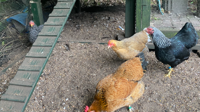 Bol-an 370:  De vakantie kon niet slechter beginnen…