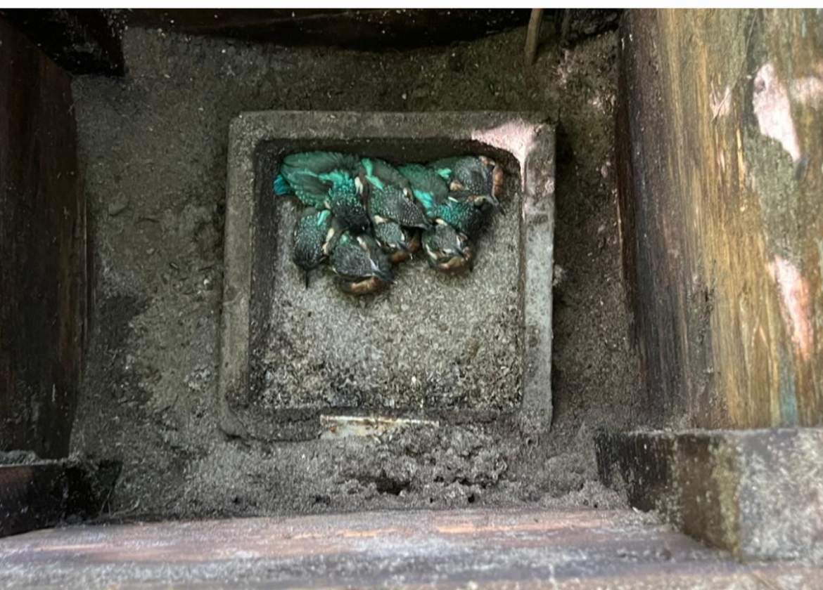 Primeur! Acht jonge ijsvogels in één nest!