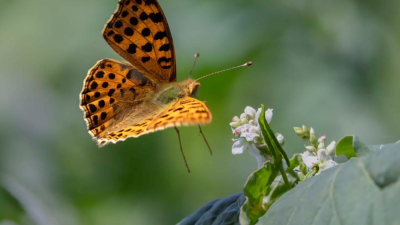 Vlinders en libellen in het Gooi