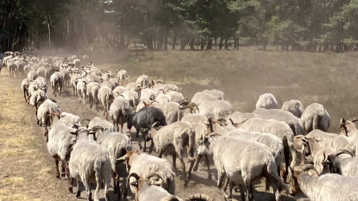 Stofwolken….door Mirjam GNR de Hiep