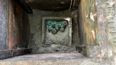 Acht jonge ijsvogels in één nest: zeldzame primeur in Gooi