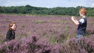 Heidefans moeten dit jaar nog even geduld hebben