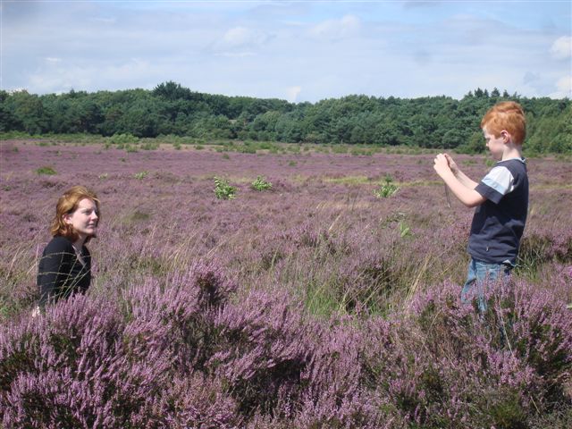 Heidefans moeten dit jaar nog even geduld hebben