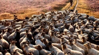 Kudde aan het werk…