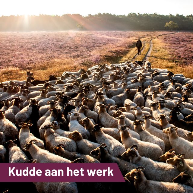 Kudde aan het werk…