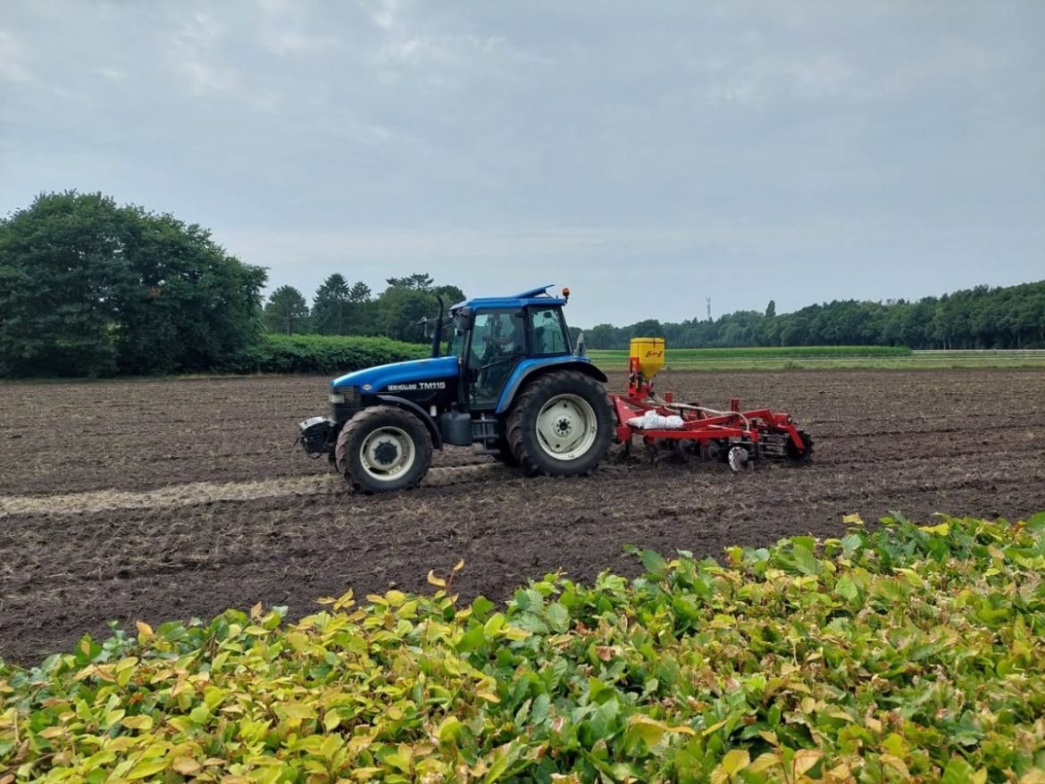 Zonnebloemen en mosterdzaad…