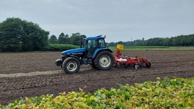 Zonnebloemen en mosterdzaad…