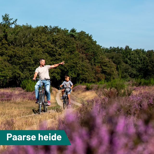 Een zee van paars…