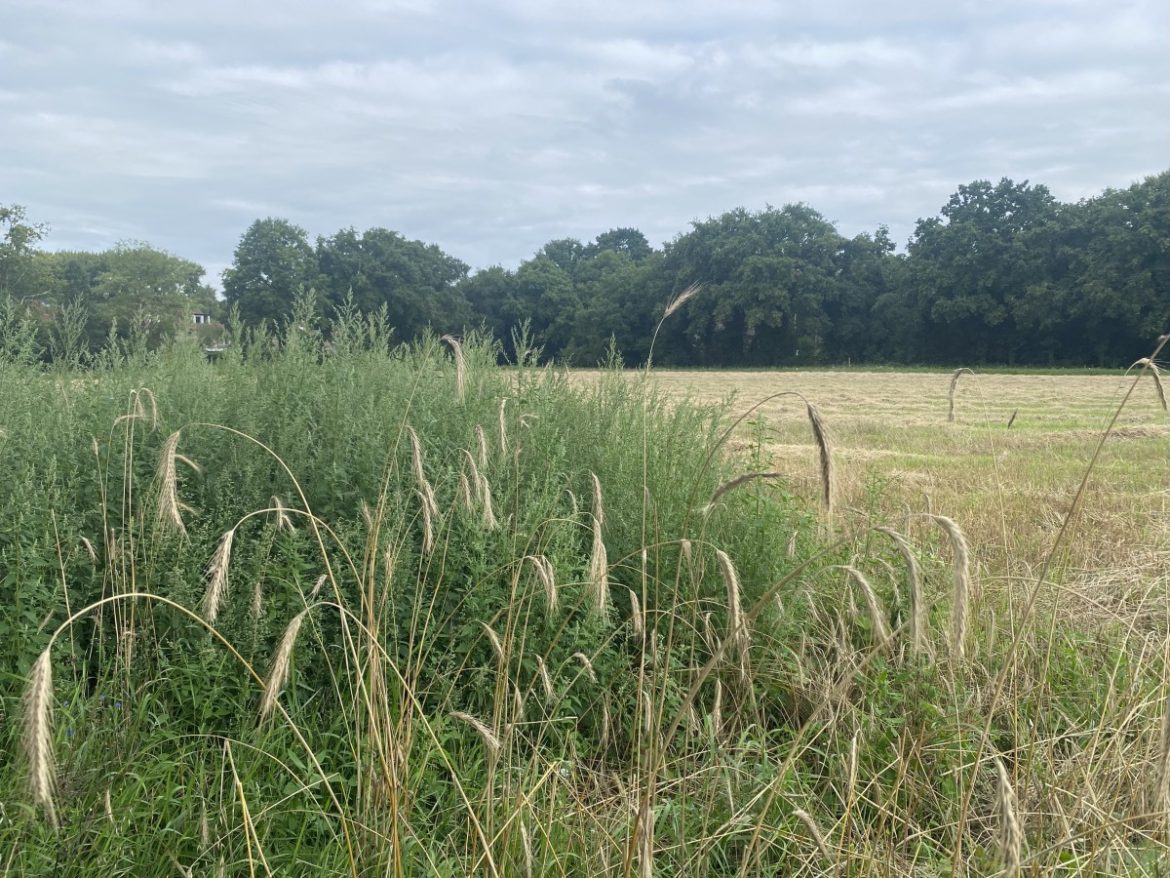 Donderdag 3687x bekeken +Top 10 meest gelezen berichten