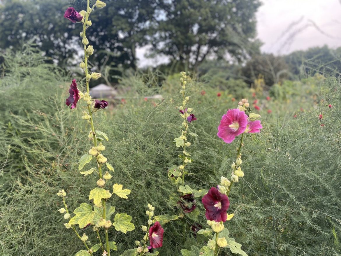 Vrijdag: 990x bekeken +Top 10 meest gelezen berichten