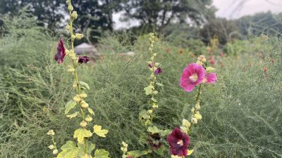 Vrijdag: 990x bekeken +Top 10 meest gelezen berichten