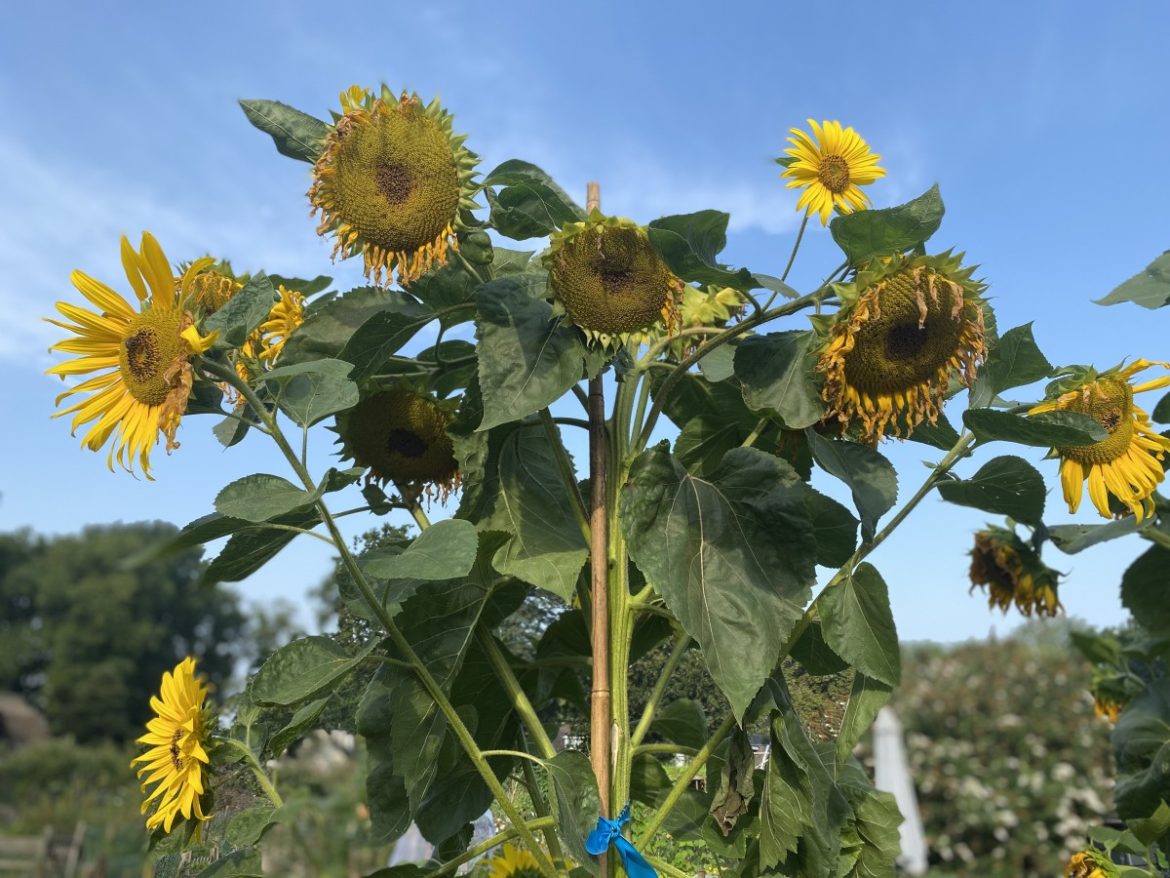 Vrijdag:3818x bekeken +Top 10 meest gelezen berichten