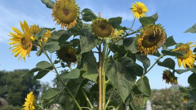 Donderdag: 584 x bekeken + Top 10 meest gelezen berichten.