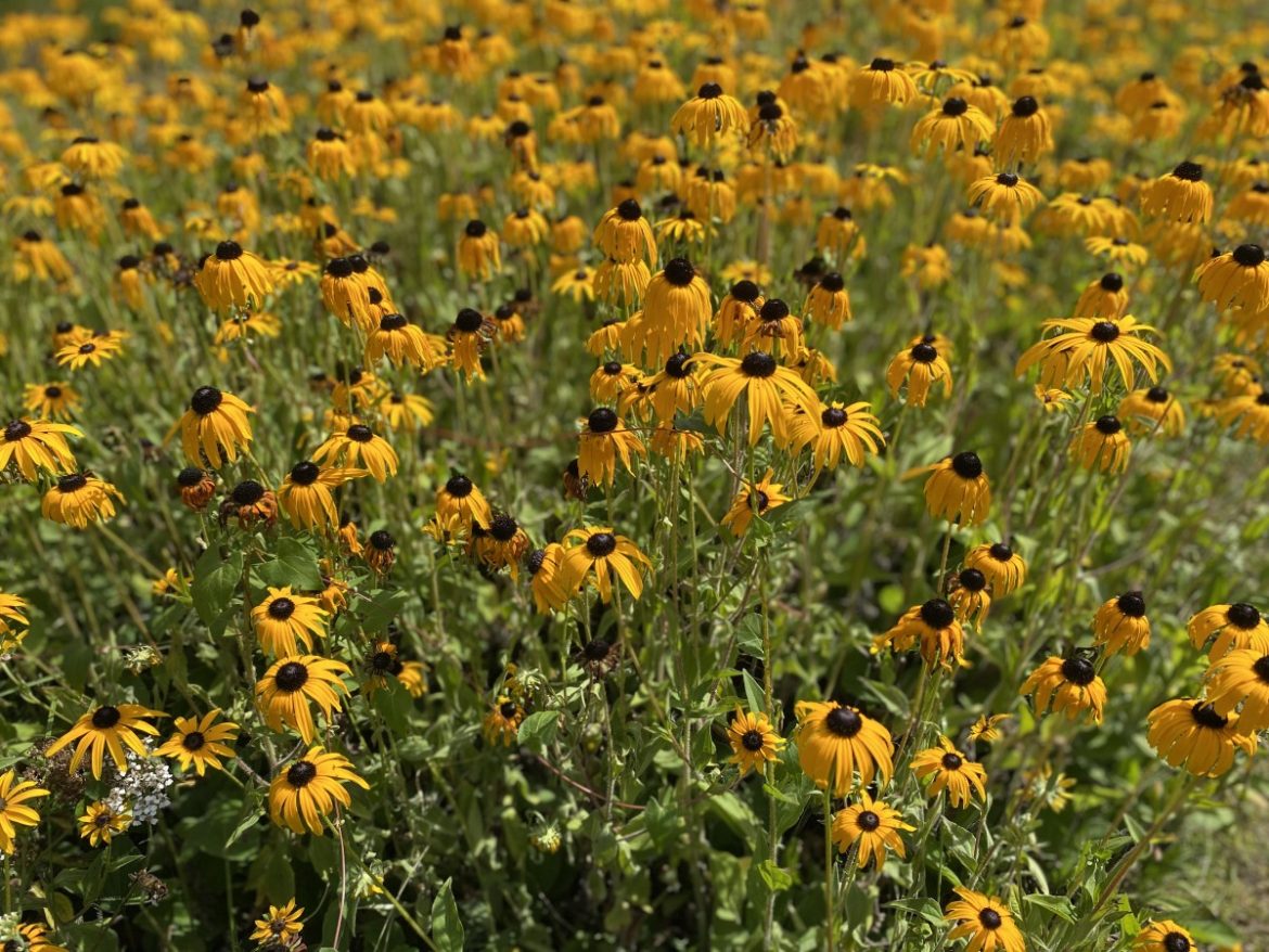 Woensdag: 1815x bekeken +Top 10 meest gelezen berichten