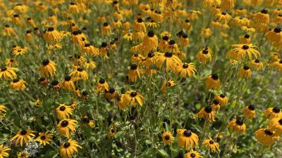 Woensdag: 1815x bekeken +Top 10 meest gelezen berichten