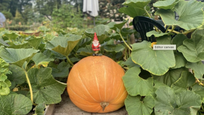 Website ‘Bol-an’ tot 1 september  kwetsbaar