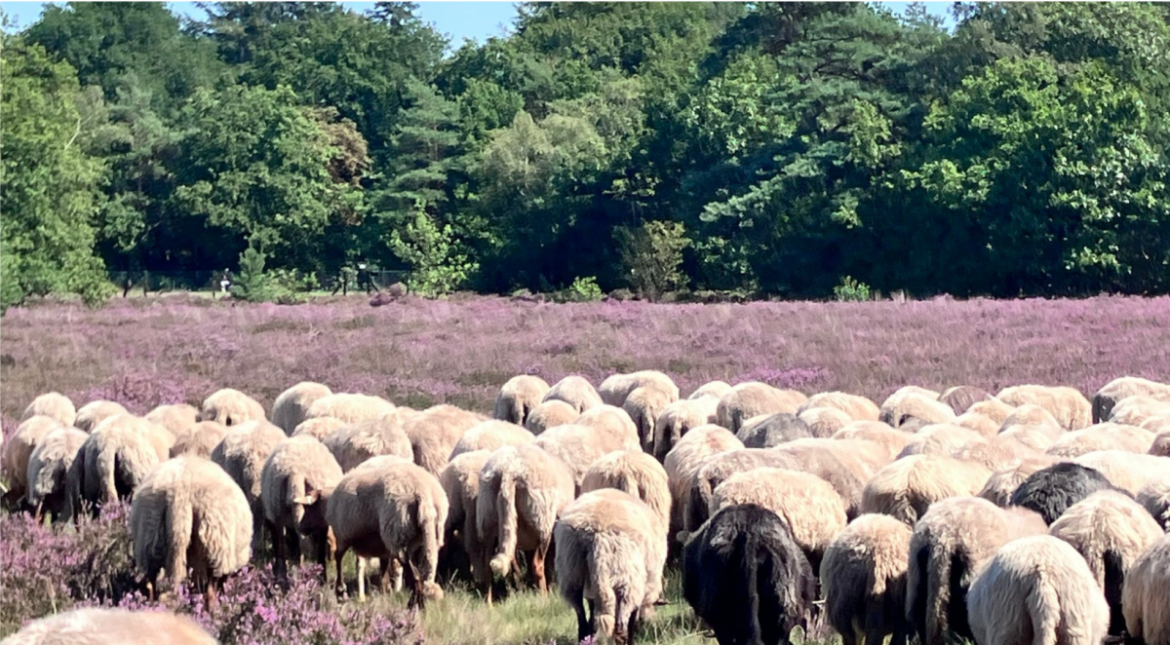 Gooise heidegronden kleuren weer paars
