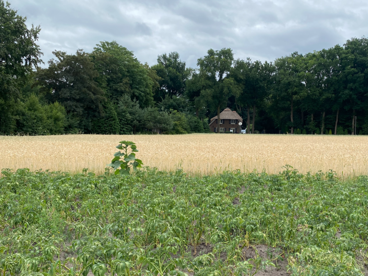 Aardappelprijs stort in door superoogst, maar ’in de supermarkt wordt het niet goedkoper’