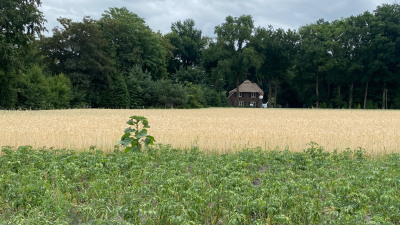 Aardappelprijs stort in door superoogst, maar ’in de supermarkt wordt het niet goedkoper’