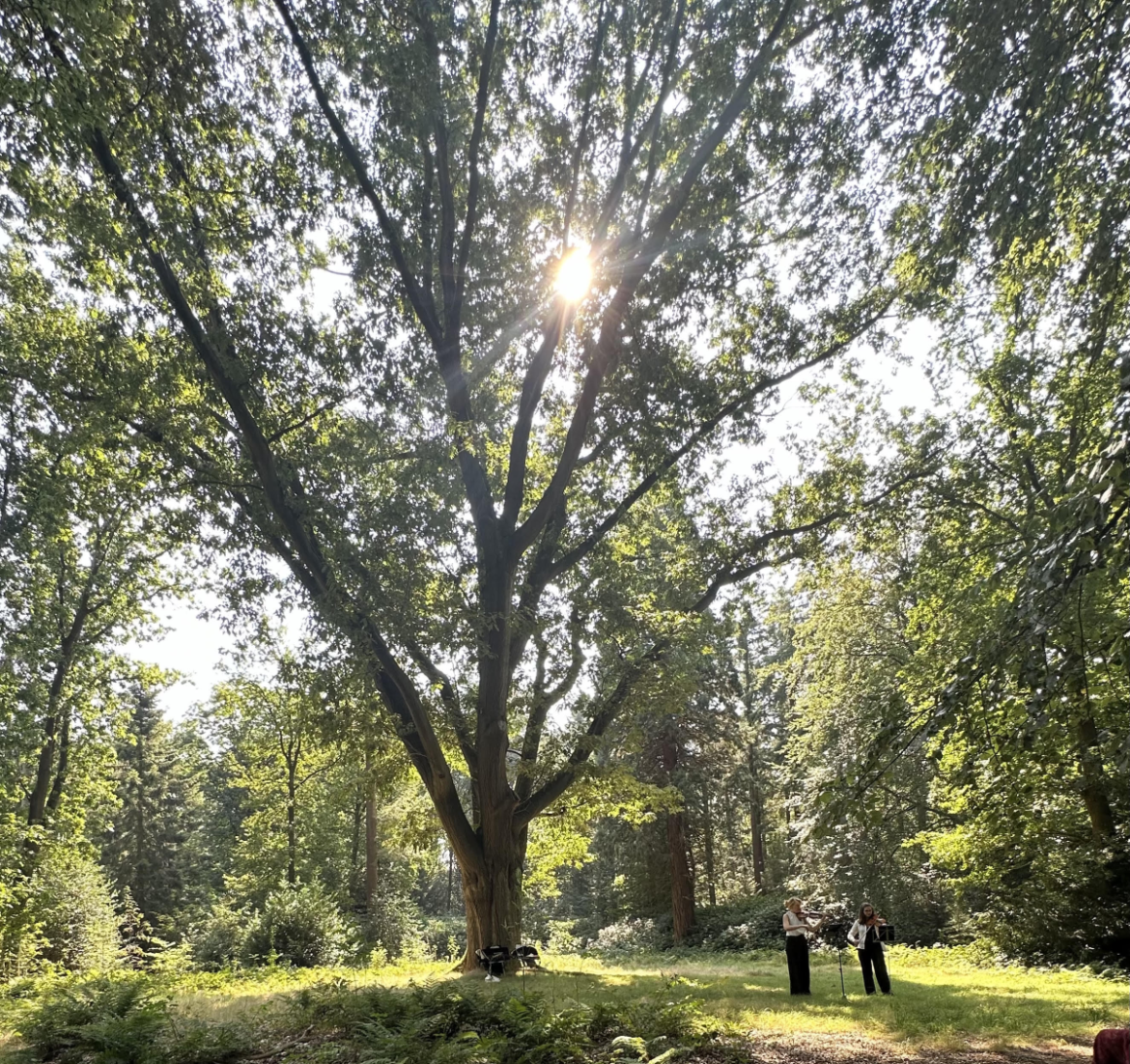 Muzikale middag zondag a.s. onder Amerikaanse eik op landgoed Larenberg!