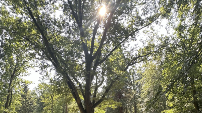 Muzikale middag zondag a.s. onder Amerikaanse eik op landgoed Larenberg!