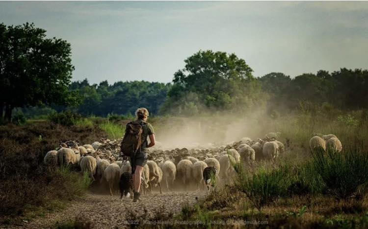Een schaapskudde hoeden is geen werk, het is een passie en een deel van jou