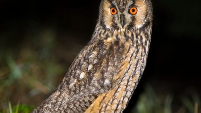 ‘Nacht van de Nacht’