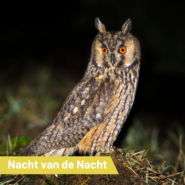 ‘Nacht van de Nacht’